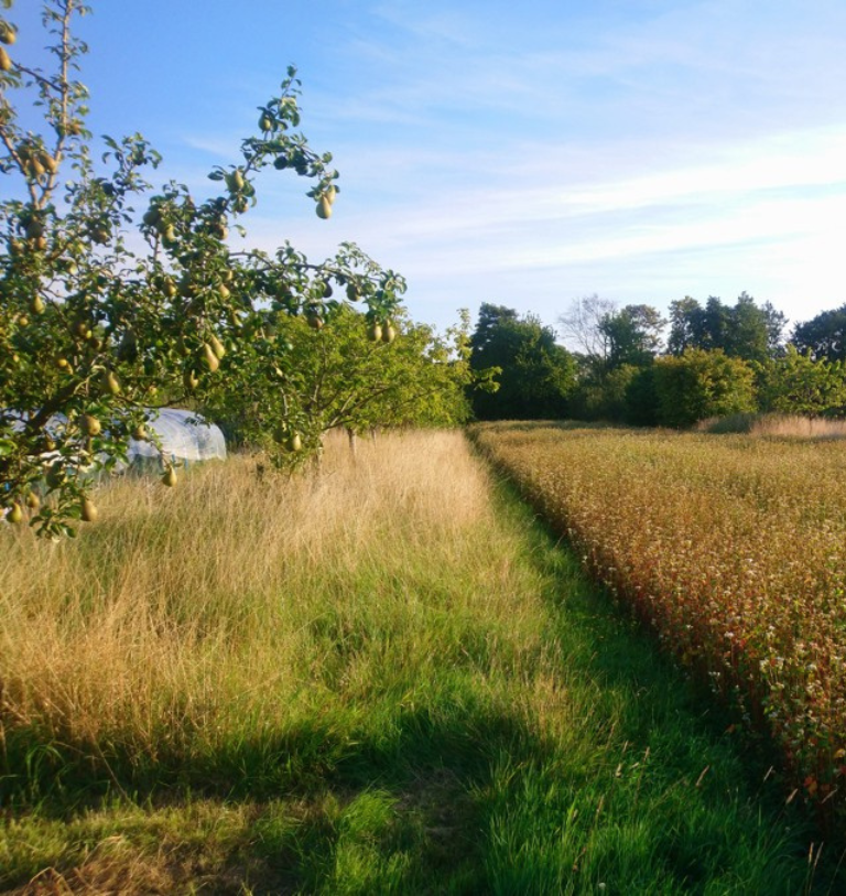 agroforestry