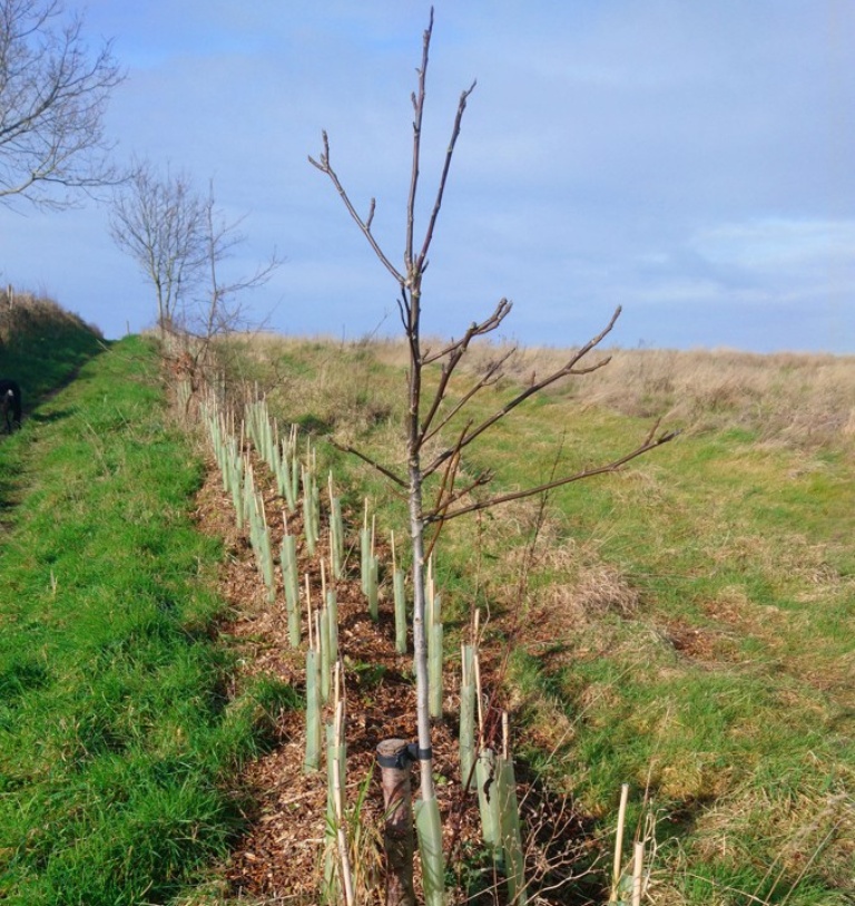 hedge planting